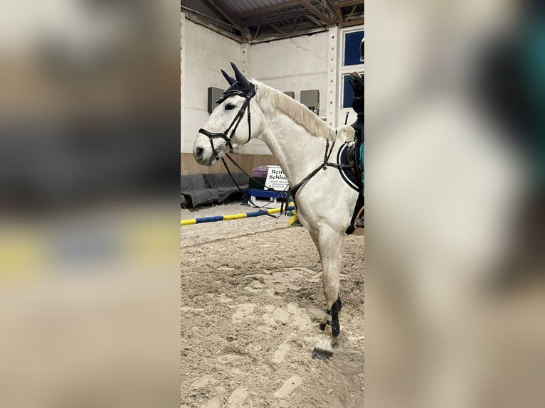 German Riding Horse Gelding 15 years 16,2 hh Gray in Eimersleben