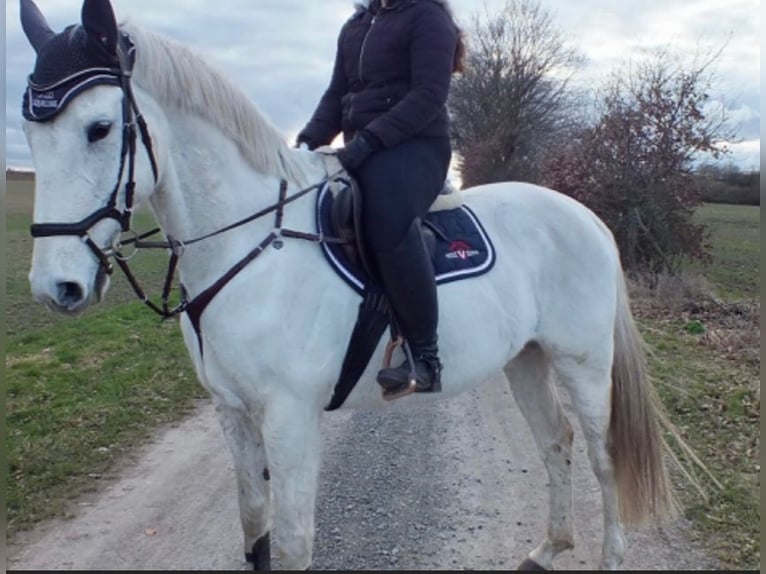 German Riding Horse Gelding 15 years 16,2 hh Gray in Eimersleben