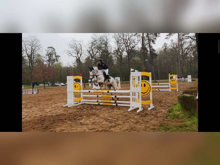 German Riding Horse Gelding 15 years 16,2 hh Gray in Eimersleben