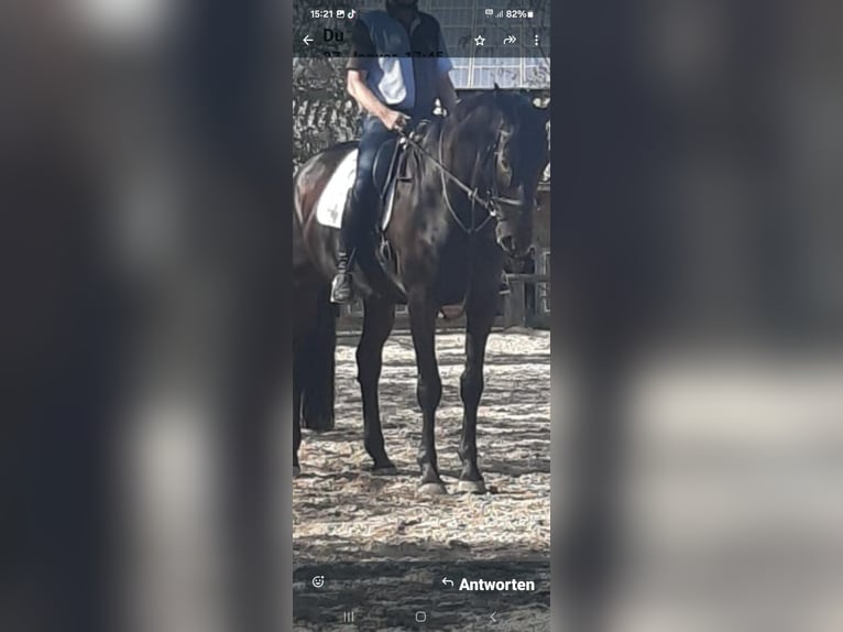 German Riding Horse Gelding 15 years 17 hh Bay-Dark in Moers