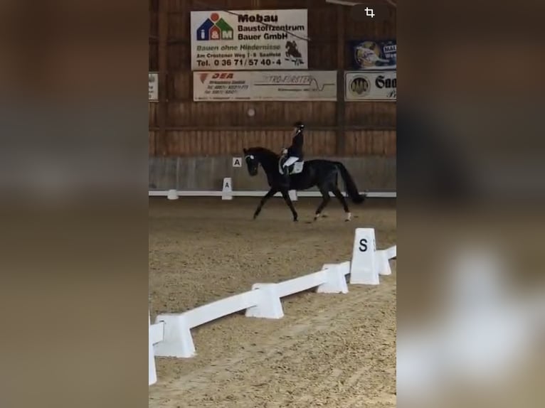 German Riding Horse Gelding 16 years 16.1 hh Bay-Dark in Münchberg