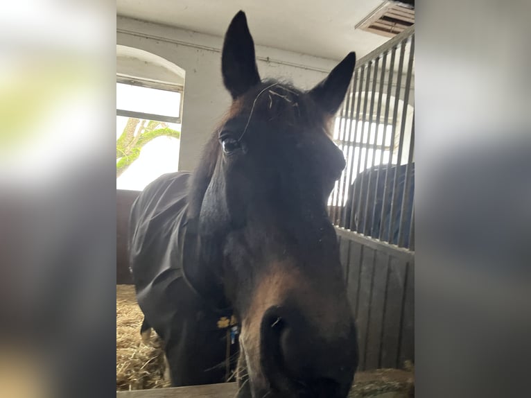 German Riding Horse Gelding 16 years 16.1 hh Bay-Dark in Münchberg