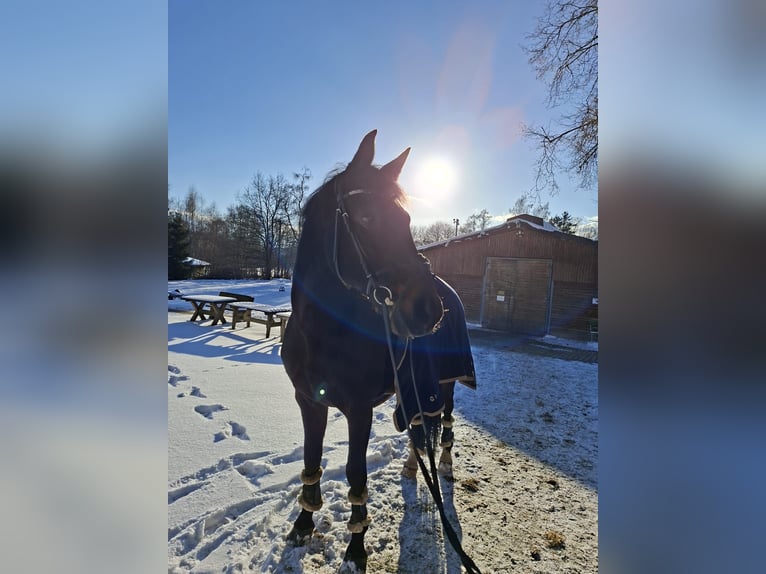 German Riding Horse Gelding 16 years 16.1 hh Brown in Münchberg