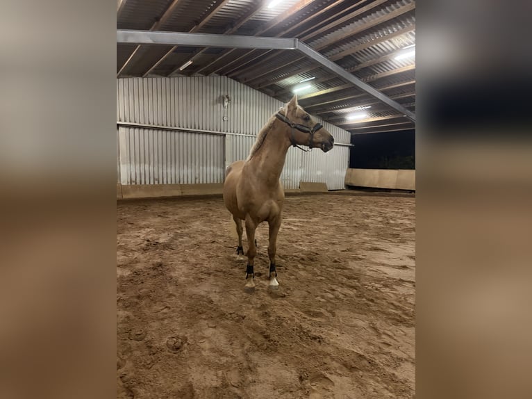 German Riding Horse Gelding 16 years 16 hh Palomino in Minden