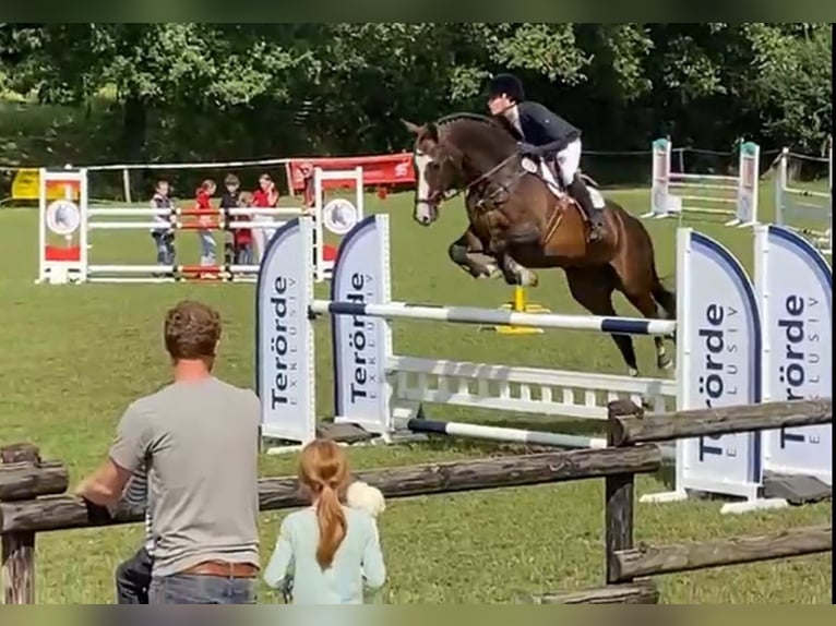 German Riding Horse Gelding 16 years 17 hh Brown in Bocholt