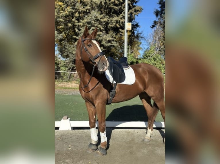 German Riding Horse Gelding 16 years 17,2 hh Chestnut-Red in Cubas De La Sagra