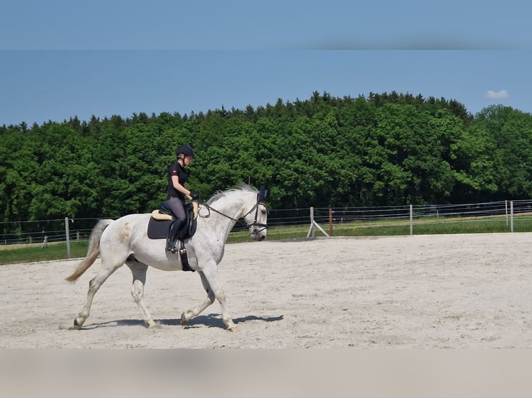 German Riding Horse Gelding 16 years 17,2 hh Gray in Bad Wurzach