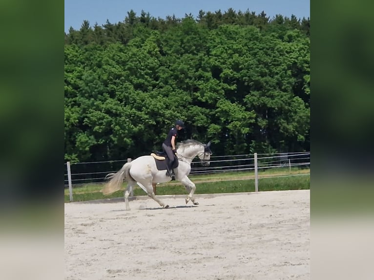 German Riding Horse Gelding 16 years 17,2 hh Gray in Bad Wurzach