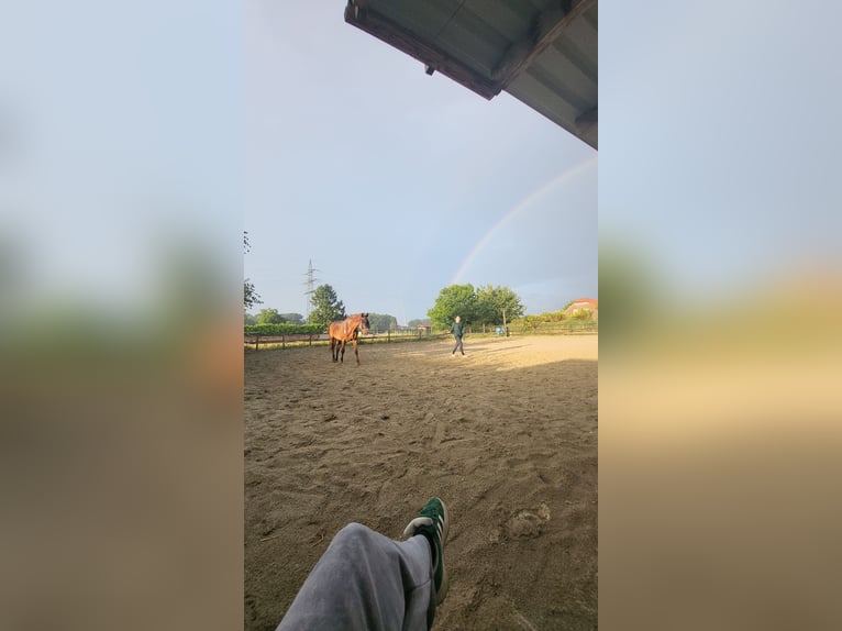 German Riding Horse Gelding 17 years 16,3 hh Chestnut-Red in Viersen