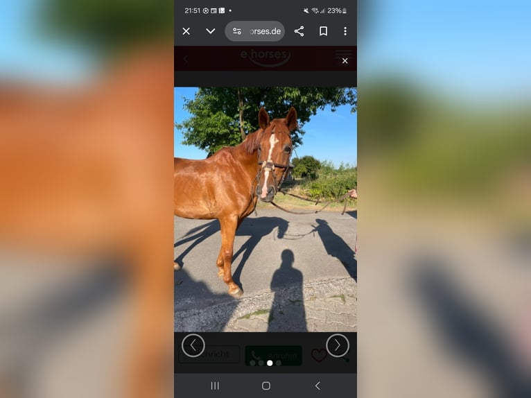 German Riding Horse Gelding 17 years 16,3 hh Chestnut-Red in Viersen