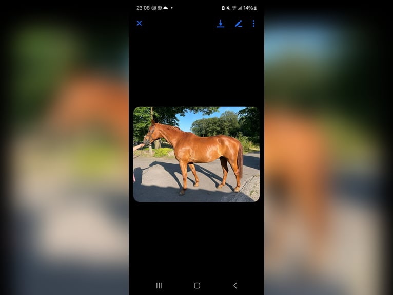 German Riding Horse Gelding 17 years 16,3 hh Chestnut-Red in Viersen