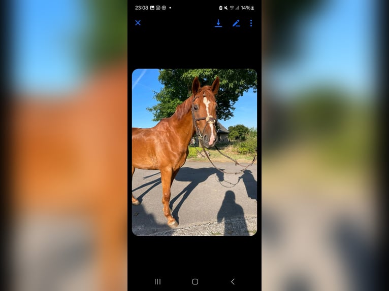 German Riding Horse Gelding 17 years 16,3 hh Chestnut-Red in Viersen