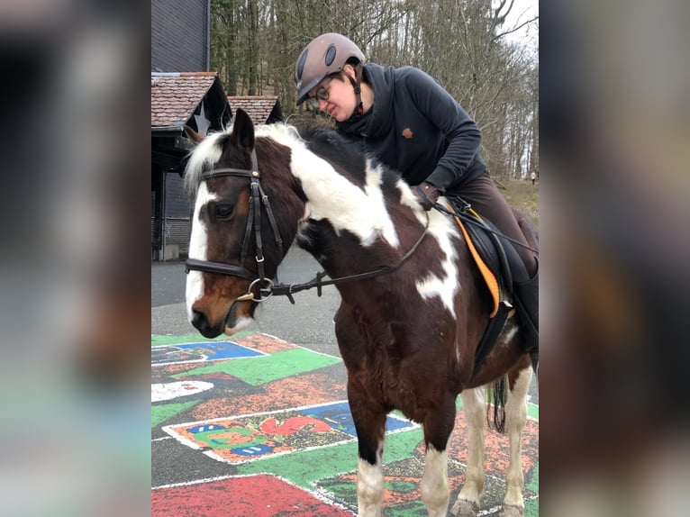 German Riding Horse Gelding 18 years 13,2 hh Pinto in Bad Laasphe