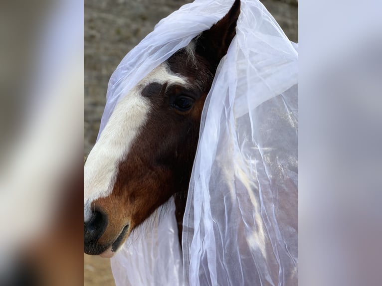 German Riding Horse Gelding 18 years 13,2 hh Pinto in Bad Laasphe