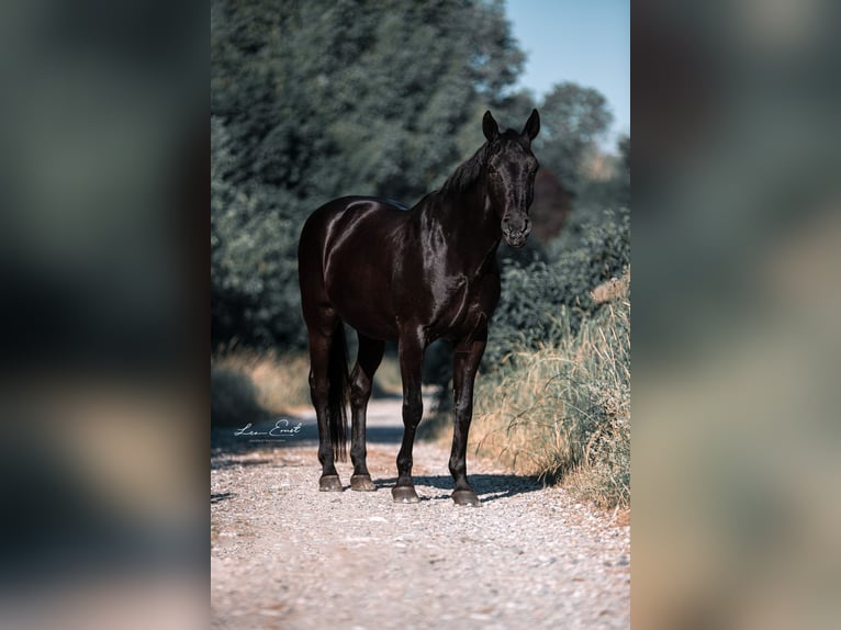 German Riding Horse Gelding 25 years 15,2 hh Black in Starnberg