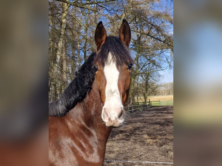 German Riding Horse Gelding 2 years 16 hh Brown in Warendorf