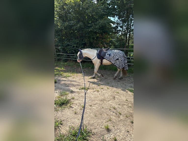 German Riding Horse Gelding 3 years 14,1 hh Cremello in Kellinghusen