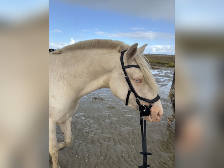 German Riding Horse Gelding 3 years 14,1 hh Cremello in Kellinghusen