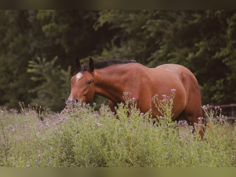 German Riding Horse Gelding 3 years 14,2 hh Brown in Gudensberg