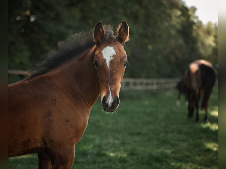 German Riding Horse Gelding 3 years 14,2 hh Brown in Gudensberg