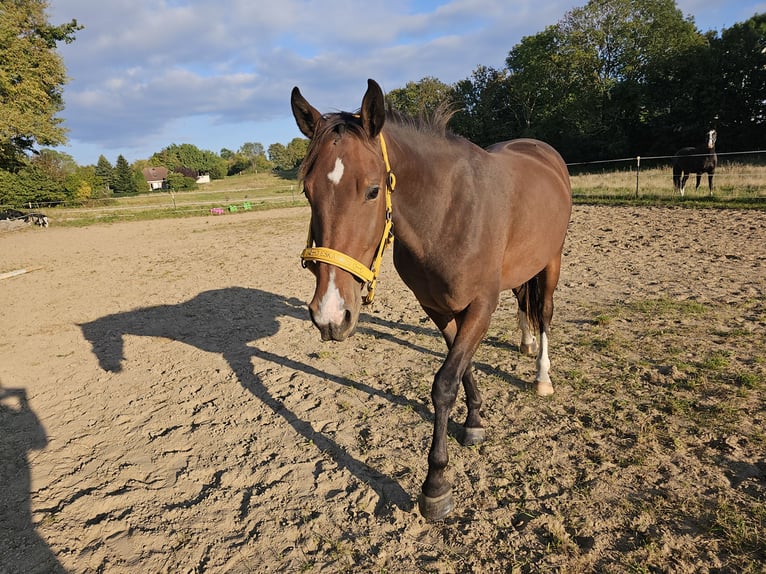 German Riding Horse Gelding 3 years 14,3 hh Brown in Sagard