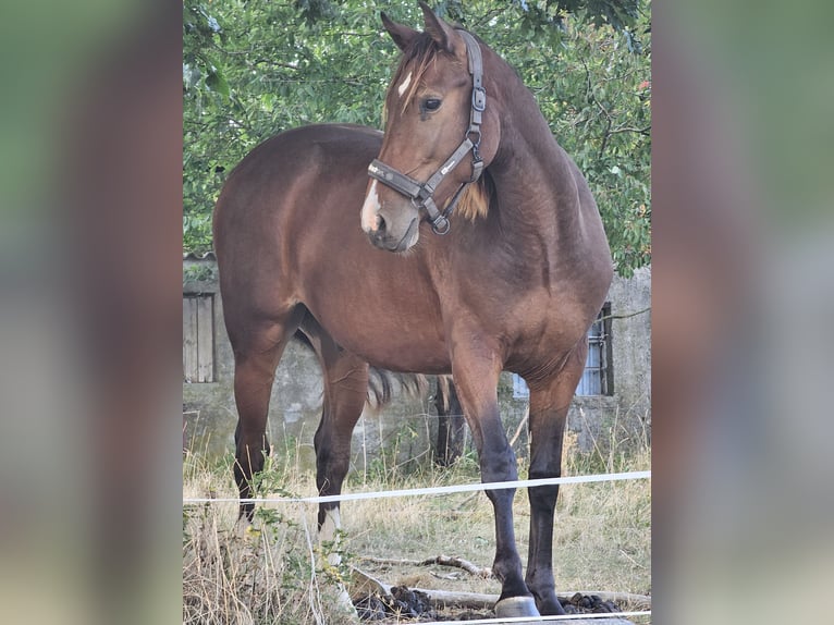 German Riding Horse Gelding 3 years 14,3 hh Brown in Sagard