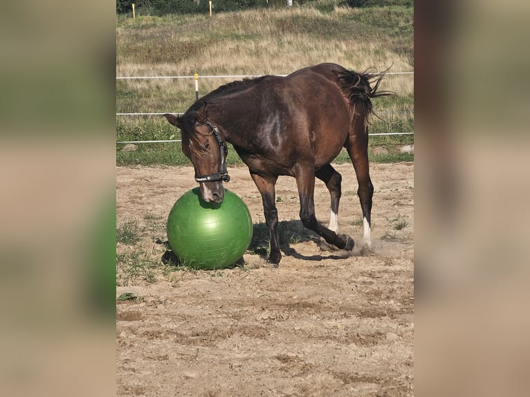 German Riding Horse Gelding 3 years 14,3 hh Brown in Sagard