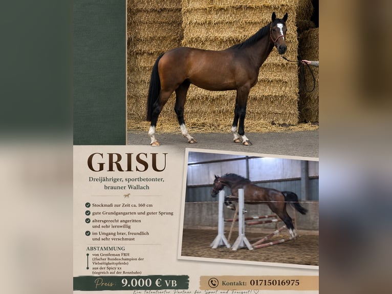 German Riding Horse Gelding 3 years 15.2 hh Brown in Sassenberg
