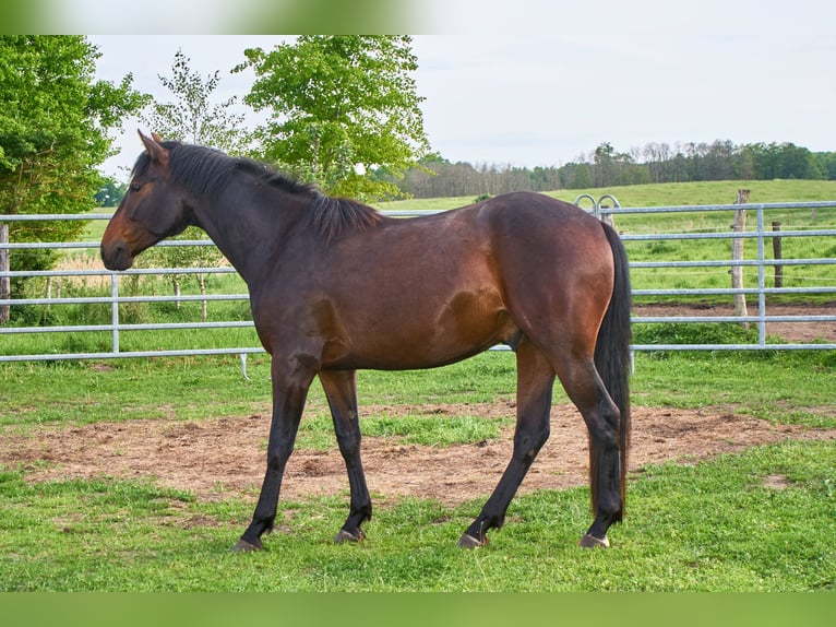 German Riding Horse Gelding 3 years 15.2 hh Brown in Groß Dratow