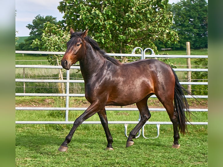 German Riding Horse Gelding 3 years 15.2 hh Brown in Groß Dratow