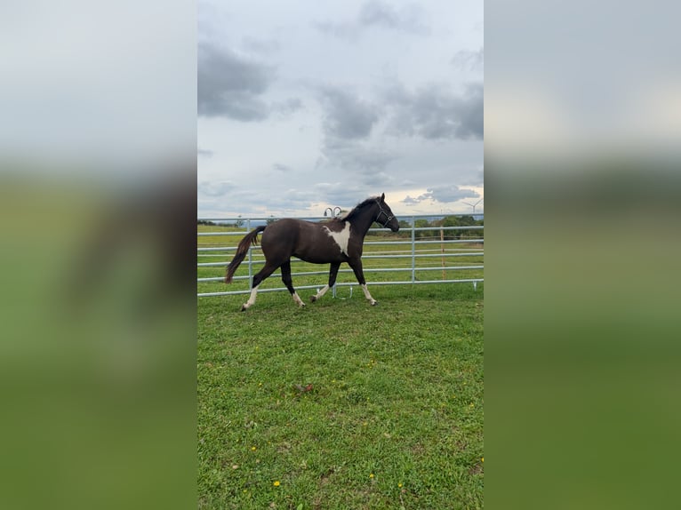 German Riding Horse Gelding 3 years 15.2 hh Buckskin in MarienmünsterMarienmünster
