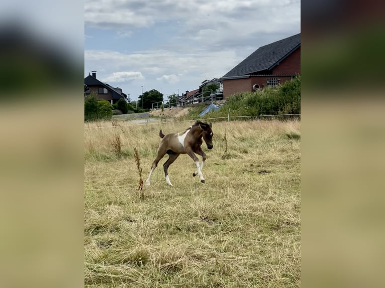 German Riding Horse Gelding 3 years 15.2 hh Buckskin in MarienmünsterMarienmünster