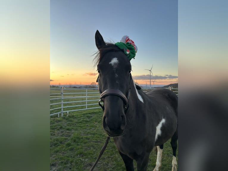 German Riding Horse Gelding 3 years 15.2 hh Buckskin in MarienmünsterMarienmünster