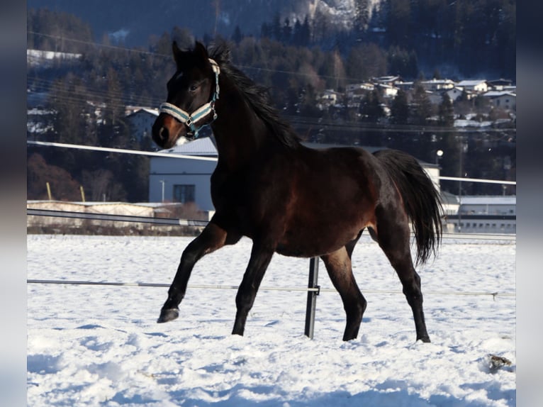 German Riding Horse Gelding 3 years 15,2 hh Smoky-Black in Kirchbichl