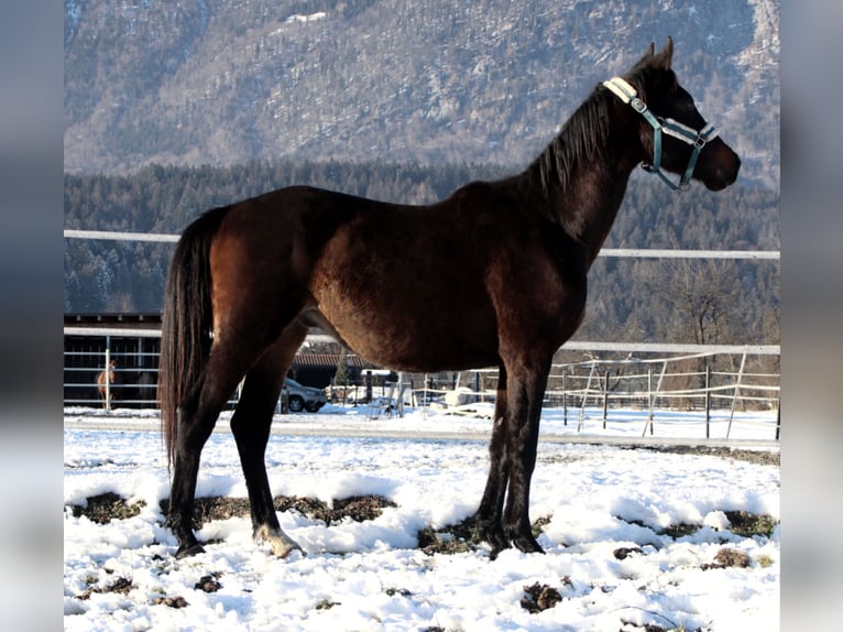 German Riding Horse Gelding 3 years 15,2 hh Smoky-Black in Kirchbichl