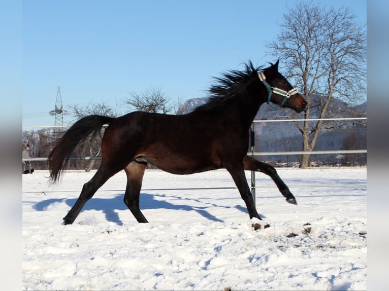 German Riding Horse Gelding 3 years 15,2 hh Smoky-Black in Kirchbichl