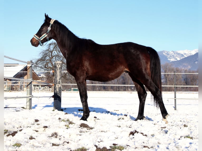 German Riding Horse Gelding 3 years 15,2 hh Smoky-Black in Kirchbichl