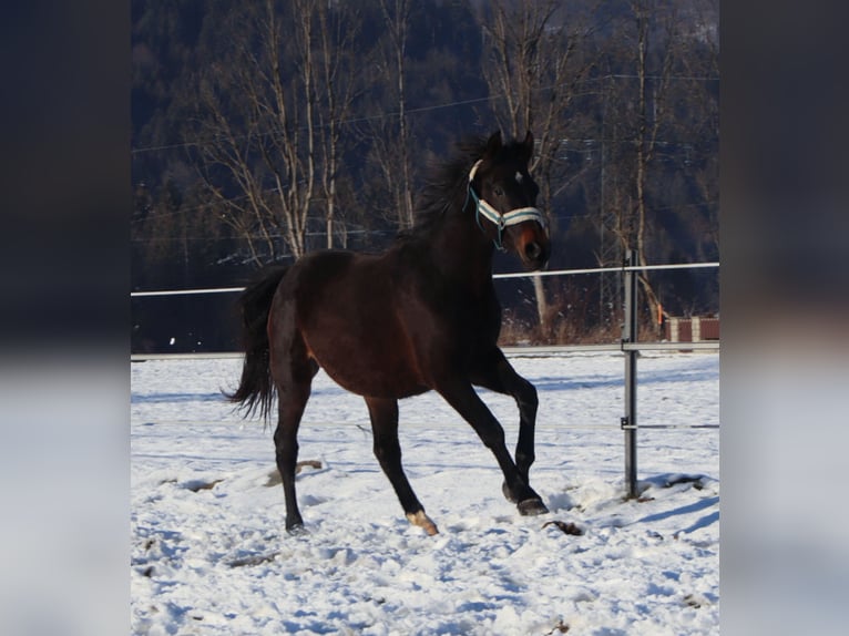 German Riding Horse Gelding 3 years 15,2 hh Smoky-Black in Kirchbichl