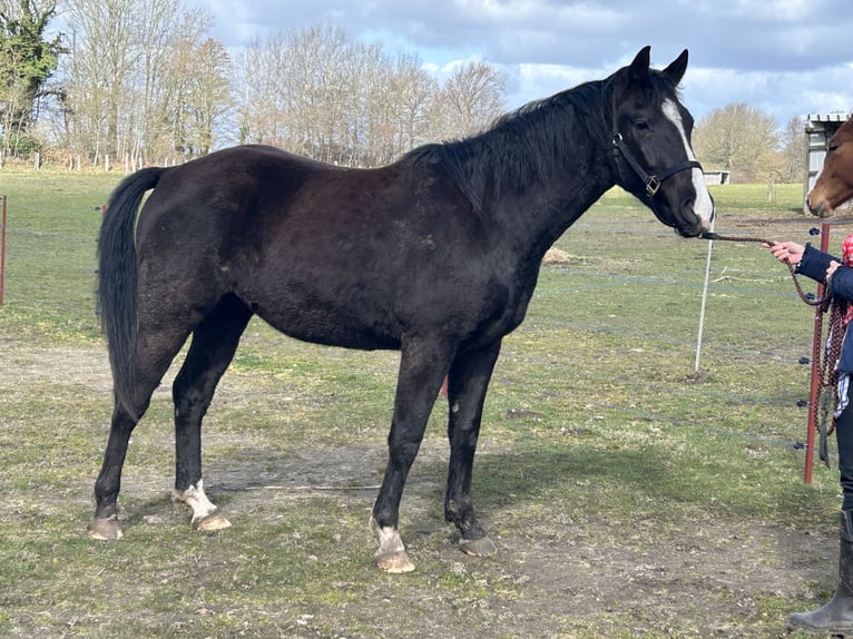 German Riding Horse Mix Gelding 3 years 15.3 hh Black in Neuwittenbek