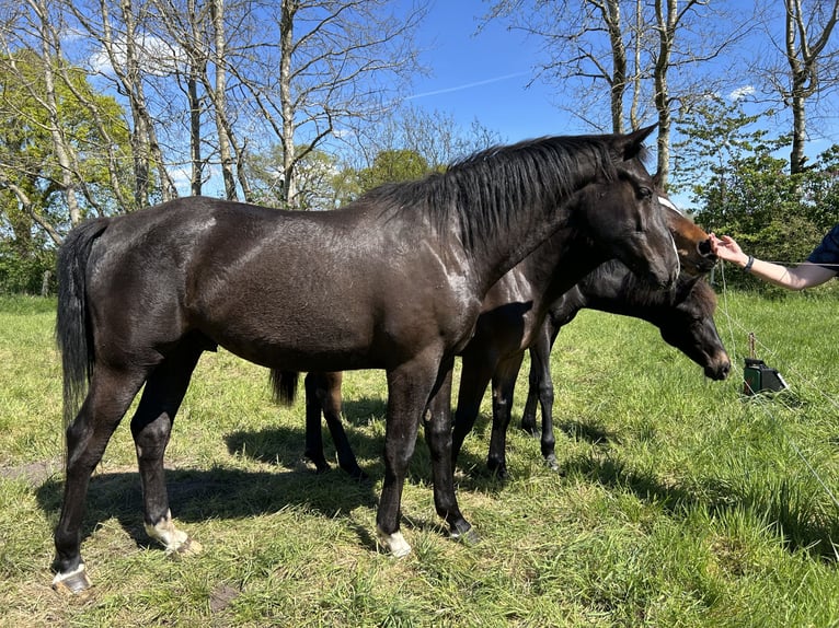 German Riding Horse Mix Gelding 3 years 15.3 hh Black in Neuwittenbek