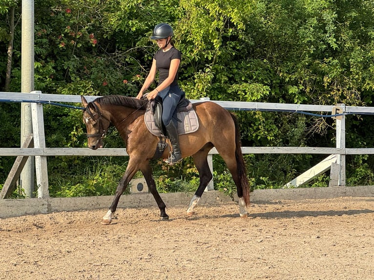 German Riding Horse Gelding 3 years 15 hh Buckskin in Kabelsketal