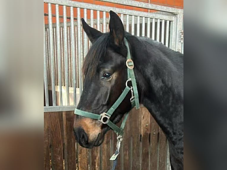 German Riding Horse Gelding 3 years 15,1 hh Smoky-Black in Lembruch