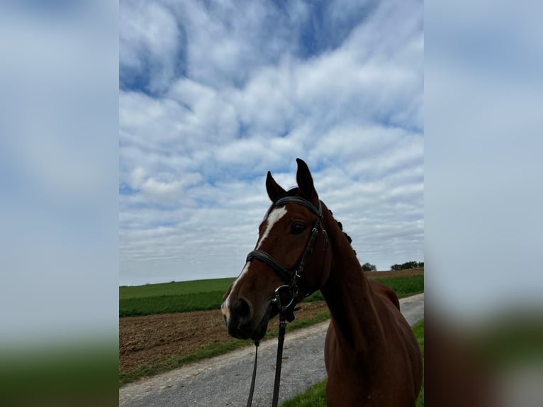 German Riding Horse Gelding 3 years 15,2 hh Brown in Abstatt