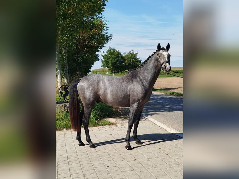 German Riding Horse Gelding 3 years 15,2 hh Grey-Dapple in Pfullendorf