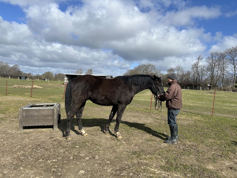 German Riding Horse Mix Gelding 3 years 15,3 hh Black in Neuwittenbek