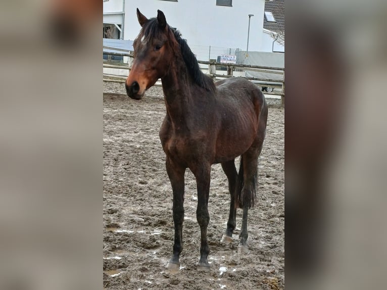 German Riding Horse Gelding 3 years 16.1 hh Brown in Illmensee
