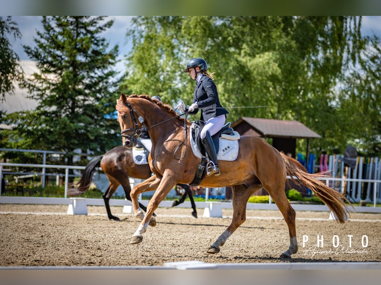 German Riding Horse Gelding 3 years 16,1 hh Chestnut in Drawsko Pomorskie