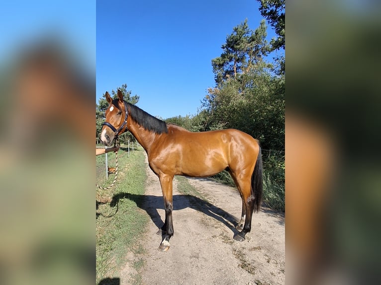 German Riding Horse Gelding 3 years 16.3 hh Brown in Hoyerswerda