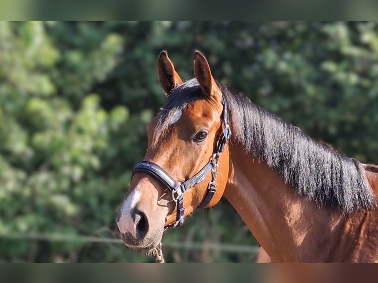 German Riding Horse Gelding 3 years 16.3 hh Brown in Hoyerswerda