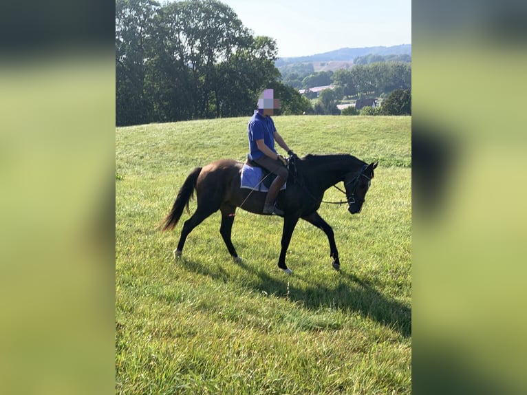 German Riding Horse Gelding 3 years 16 hh Bay-Dark in Bösleben